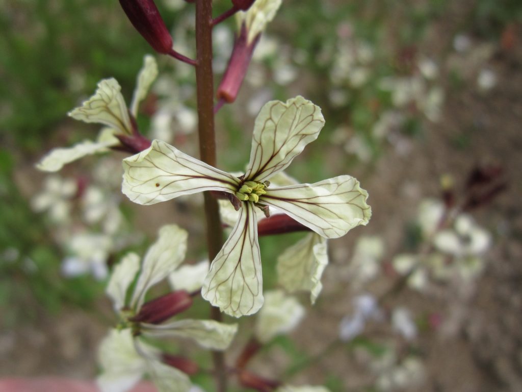 Arugula flower