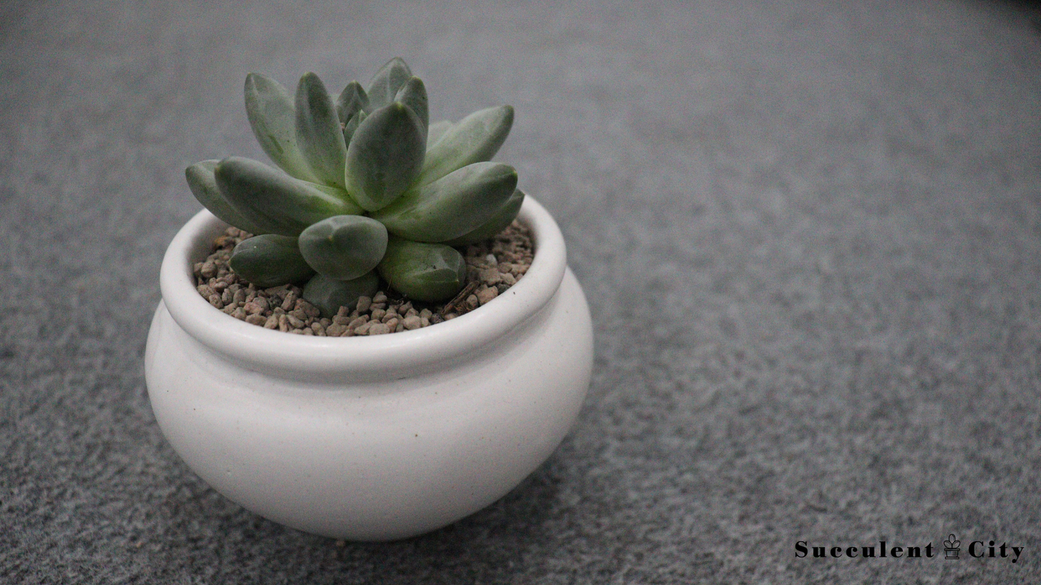 Pachyphytum Compactum, the Little Jewel - Laidback Gardener
