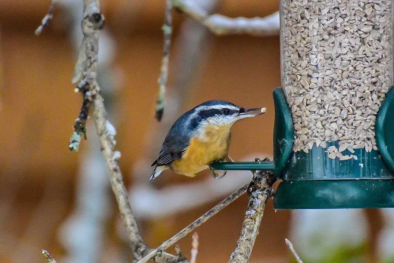 Winter Archives Laidback Gardener