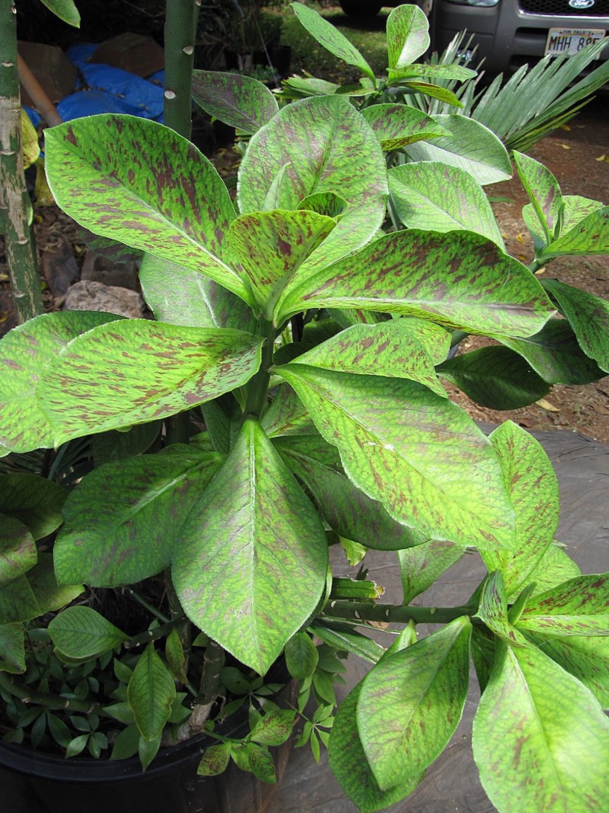The African Milk Bush: Euphorbia Grantii - Laidback Gardener