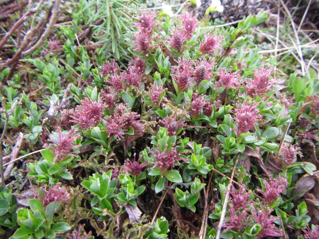 Salix uva-ursi is a miniature willow