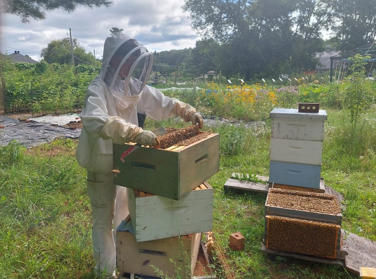 Honey Archives Laidback Gardener