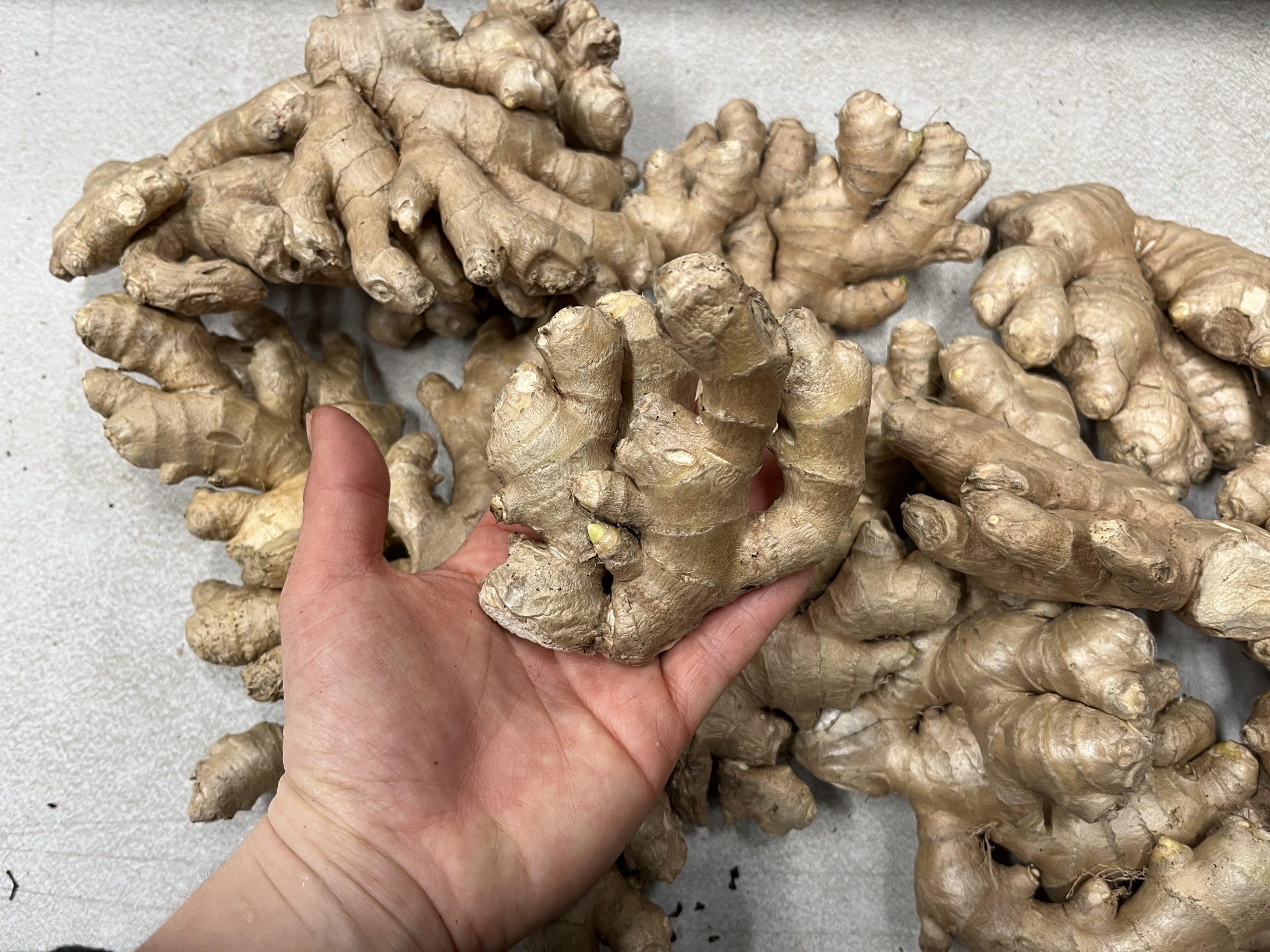 Delicious Ginger! - Laidback Gardener