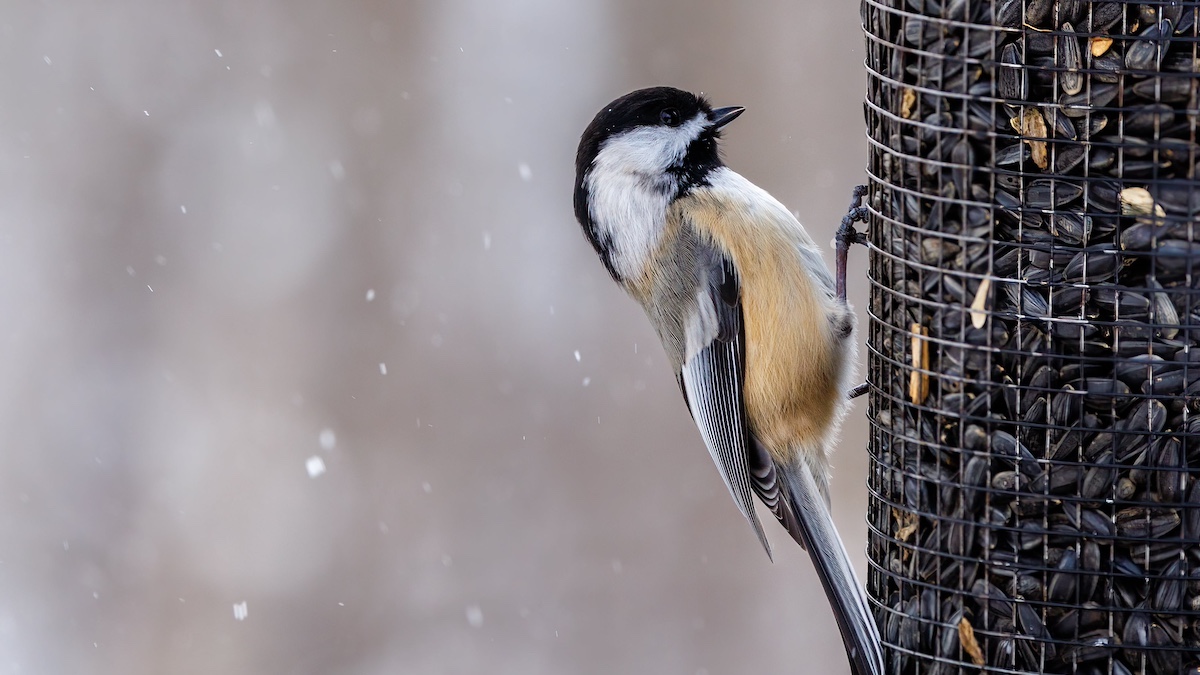 Calendar Archives Laidback Gardener