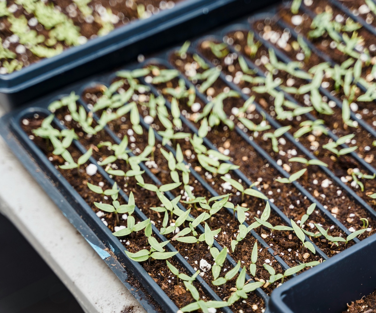 Calendar Archives Laidback Gardener