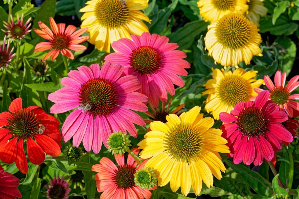 Calendar Archives Laidback Gardener