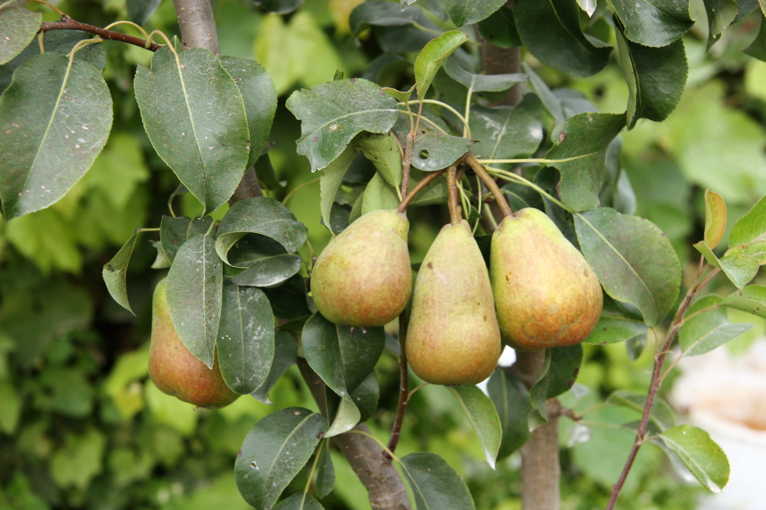 What About a Pear Tree? - Laidback Gardener