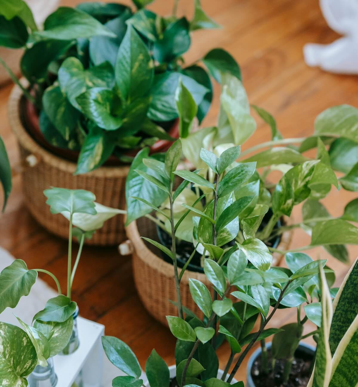 Answers to Your Questions: Fertilizing Plants in Winter - Laidback Gardener